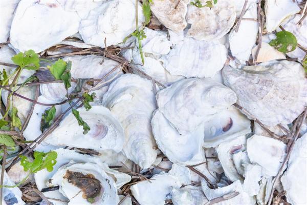 Oyster shells in garden beds